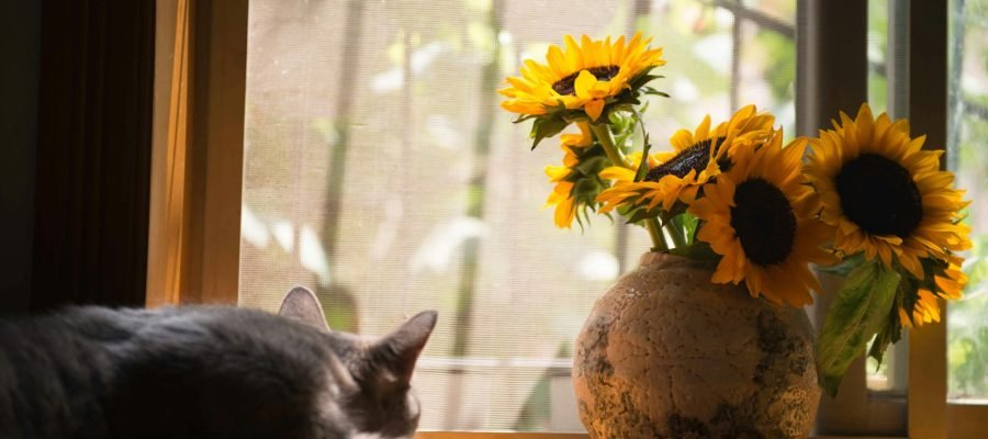 Cómo Refrescar a Tus Gatos Este Verano: Guía Completa de Mantas Refrescantes