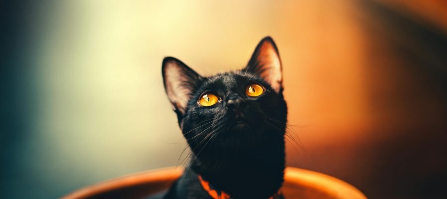 Guía Completa sobre Areneros para Gatos: Todo lo que Necesitas Saber